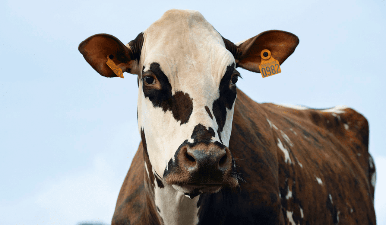 Vache égérie