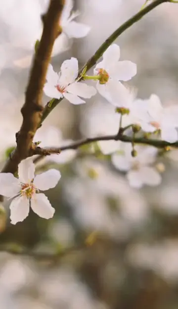 Story Background